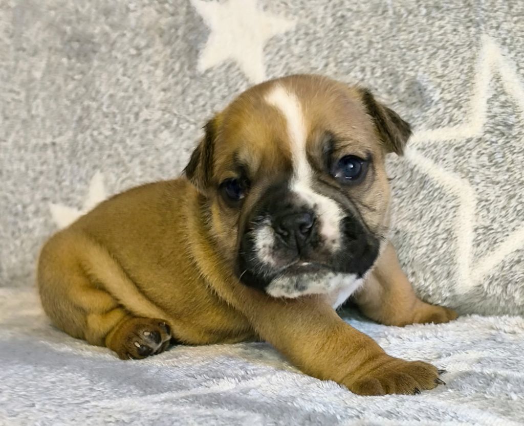 De L'Esprit Céleste - Chiot disponible  - Bulldog Anglais