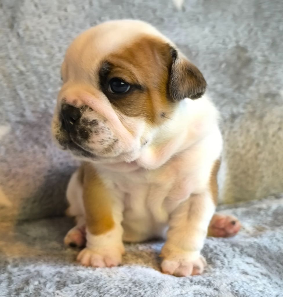 De L'Esprit Céleste - Chiot disponible  - Bulldog Anglais