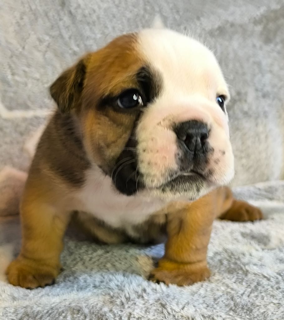 De L'Esprit Céleste - Chiot disponible  - Bulldog Anglais