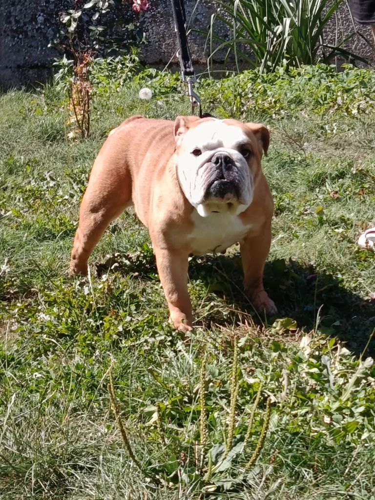 Tess ( sakura) de la Prevote de Saint Vaast